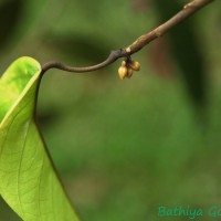 Stemonoporus kanneliyensis Kosterm.